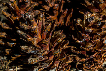 close-up of pinecones, a grapich resources