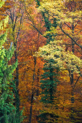 Herbststimmung im Wald