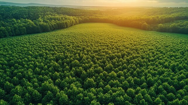 aerial view of a drone soaring over lush green fields capturing the essence of precision agriculture with crops lined up neatly beneath the vast open sky emphasizing agricultural innovation