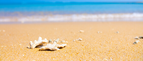 Corals on the sand on the seashore. Seascape background, sandy shore with corals and shells.