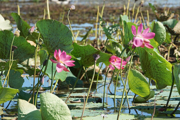 Blühender Lotos an einem Billabong im australischen Northern Territory © rorue