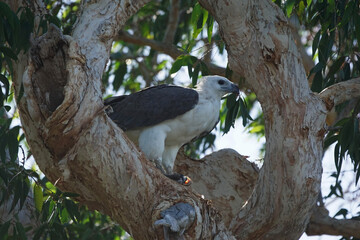 Weißbauchseeadler in einem Baum am Ufer des Mary River im autralischen Kakadu Nationalpark