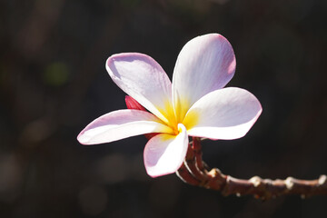 Frangipani Blüte