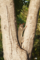 Wild lebendes Possum auf einem Baum im australischen Northern Territory