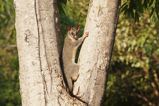 Wild lebendes Possum auf einem Baum im australischen Northern Territory