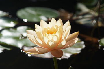 Blühende Seerose