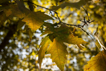 Autumn leaves in the sun's rays