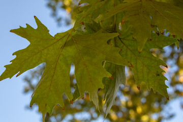 Autumn leaves in the sun's rays