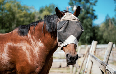 Obraz premium Horse with a fly protection mask