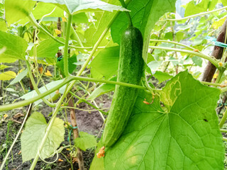 Cucumber on the vine. Cucumber fruit on tree. Cucumber plantation. Vegetable plant.