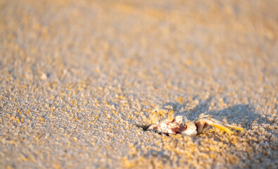 A crab on the beach is running on the white sand. Exotic animals in the resorts of tropical islands. The concept of a beach holiday in the tropics.
