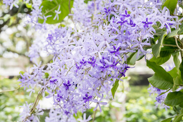 Beautiful Sandpaper Vine flowers.