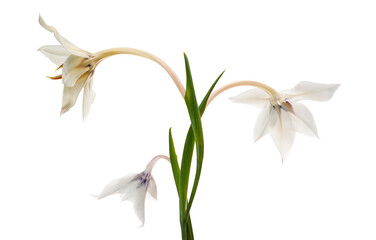 Gladiolus flowers, White gladiolus blooming on branch isolated on white background, with clipping path 
