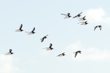 A flock of oystercatchers flying through the sky in South Uist, Outer Hebrides, Scotland, UK