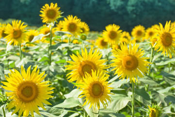 満開のひまわり畑