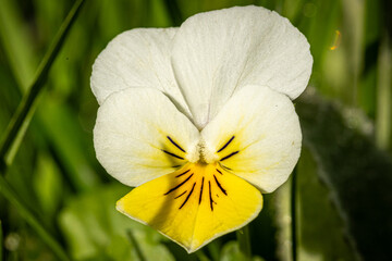 A macro photograph of a viola tricolor flower blooming in the autumn sunshine