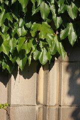 ivy on the wall