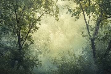 Fototapeta premium Large forest.