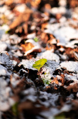 Frost covered leaves in the autumn.