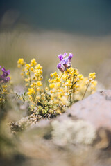 flowers on the meadow