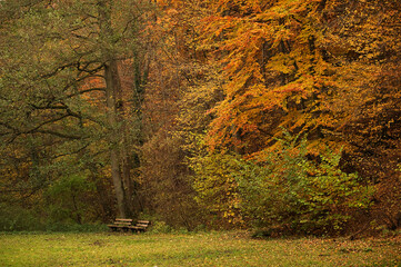 Farbenprächtiger Herbst im Park