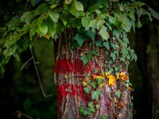 Orange gekennzeichnete Bäume zur Fällung