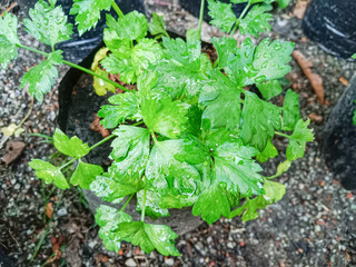 Close-up of celery plant. Celery plant (Apium graveolens). Celery planted in polybags.