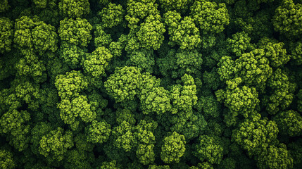 Naklejka premium top view of green forest natural area environment plants an extreme wide shot of tree landscape abstract ecosystem ecology ecosystem fresh spring covered in greenish background