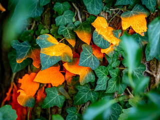 Orange gekennzeichnete Bäume zur Fällung