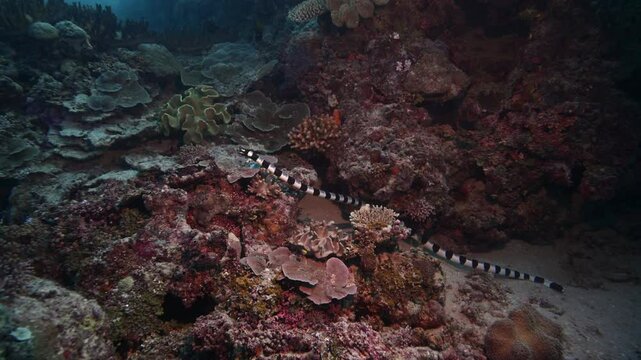 Sea snake swimming above coral reef - Banded Sea Krait
