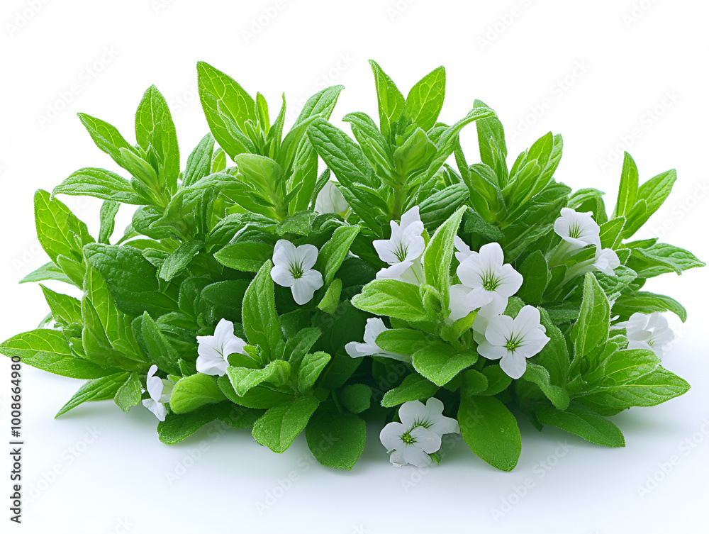 Poster a green plant with white flowers

