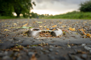 Close-up of old road stud or catseyes embedded in asphalt of a disused road, surrounded by fallen leaves