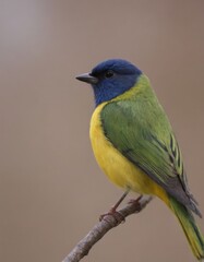 Fototapeta premium Colorful bird sitting on a branch