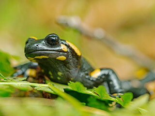 Fire Salamander, Feuersalamander (Salamandra salamandra)