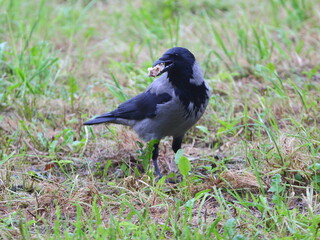 A crow with a piece of white bread in its beak stands on the grass