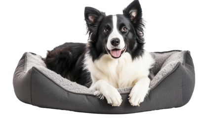 Border collie dog lying in a dog bed isolated on transparent or white background