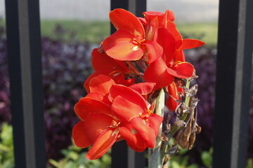 Closeup shot of blooming canna a Red lily flowers in the garden
