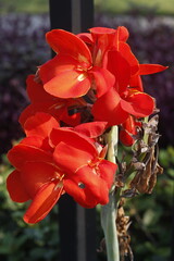 Vertical shot Closeup shot of blooming canna lily flowers in the garden