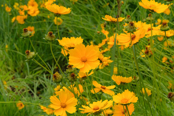 Coreopsis grandiflora in gardening. Blooming daisy. Medicine wildflowers in meadow. Cottage garden.