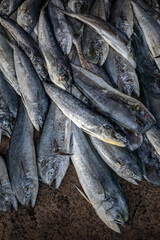 A heap of mahi mahi fish (dolphinfish) for sale at the Negombo Fish Market on the west coast of Sri Lanka.