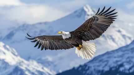 Obraz premium The American bald eagle glides effortlessly through the sky, its wings spread wide as it navigates the crisp air above stunning snow-covered peaks, embodying freedom and strength