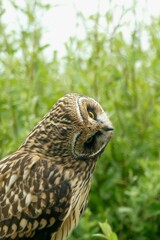A short-eared owl turning head in South Uist, Outer Hebrides, Scotland, UK