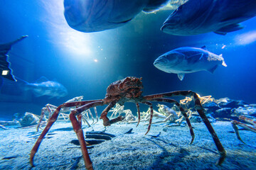 アクアマリンふくしまのタカアシガニ