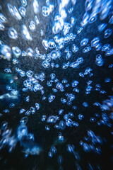 アクアマリンふくしまの青いクラゲ