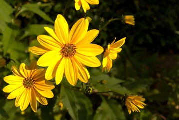 Helianthus tuberosus wild flowers also in the garden.
