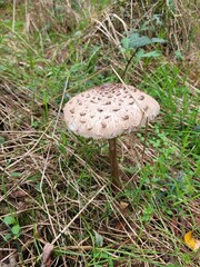 mushroom in the forest
