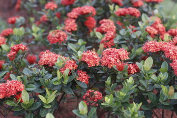 a bunch of red flowers in the garden