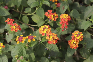 a bunch of Lantana camara (common lantana) is a species of flowering plant within the verbena family (Verbenaceae)