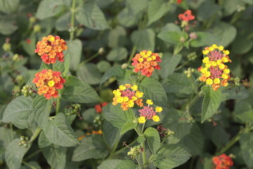 a bunch of Lantana camara (common lantana) is a species of flowering plant within the verbena family (Verbenaceae)