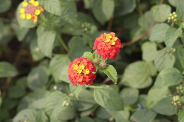a bunch of Lantana camara (common lantana) is a species of flowering plant within the verbena family (Verbenaceae)